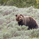 Illustration for article titled Idaho Wants to Allow the Hunting of a Single Grizzly Bear